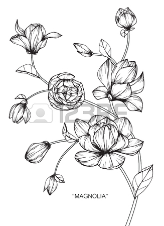 327x450 Magnolia Flower. Drawing And Sketch With Black And White Line Art