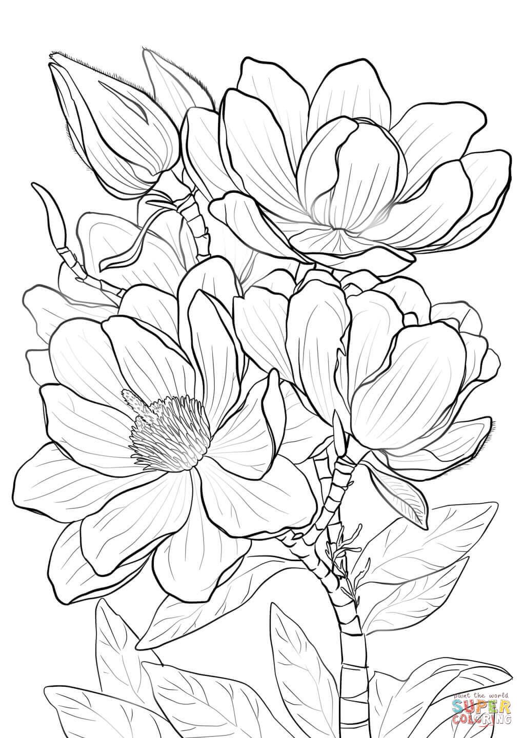 1020x1440 Campbells Magnolia Super Coloring Drawing Flowers Tutorials