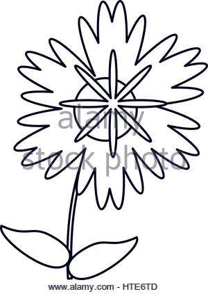 300x423 Vector Illustration Of A Magnolia Flower Isolated On White