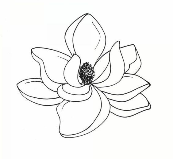 564x516 Flowers Magnolias Magnolia Flower And Tree Drawings