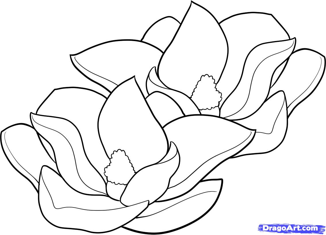 1134x819 Magnolia Flowers Drawings How To Draw Magnolias, Magnolias, Step