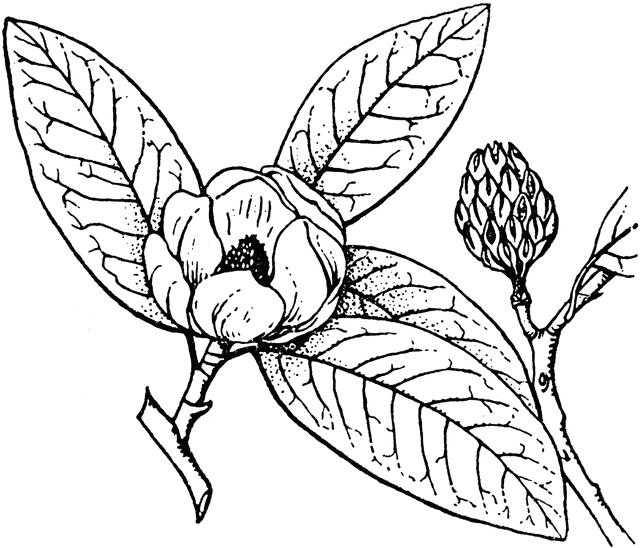 640x548 Magnolia Clipart Etc