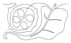 239x145 Magnolia Leaf And Seeds Lauraleefritz