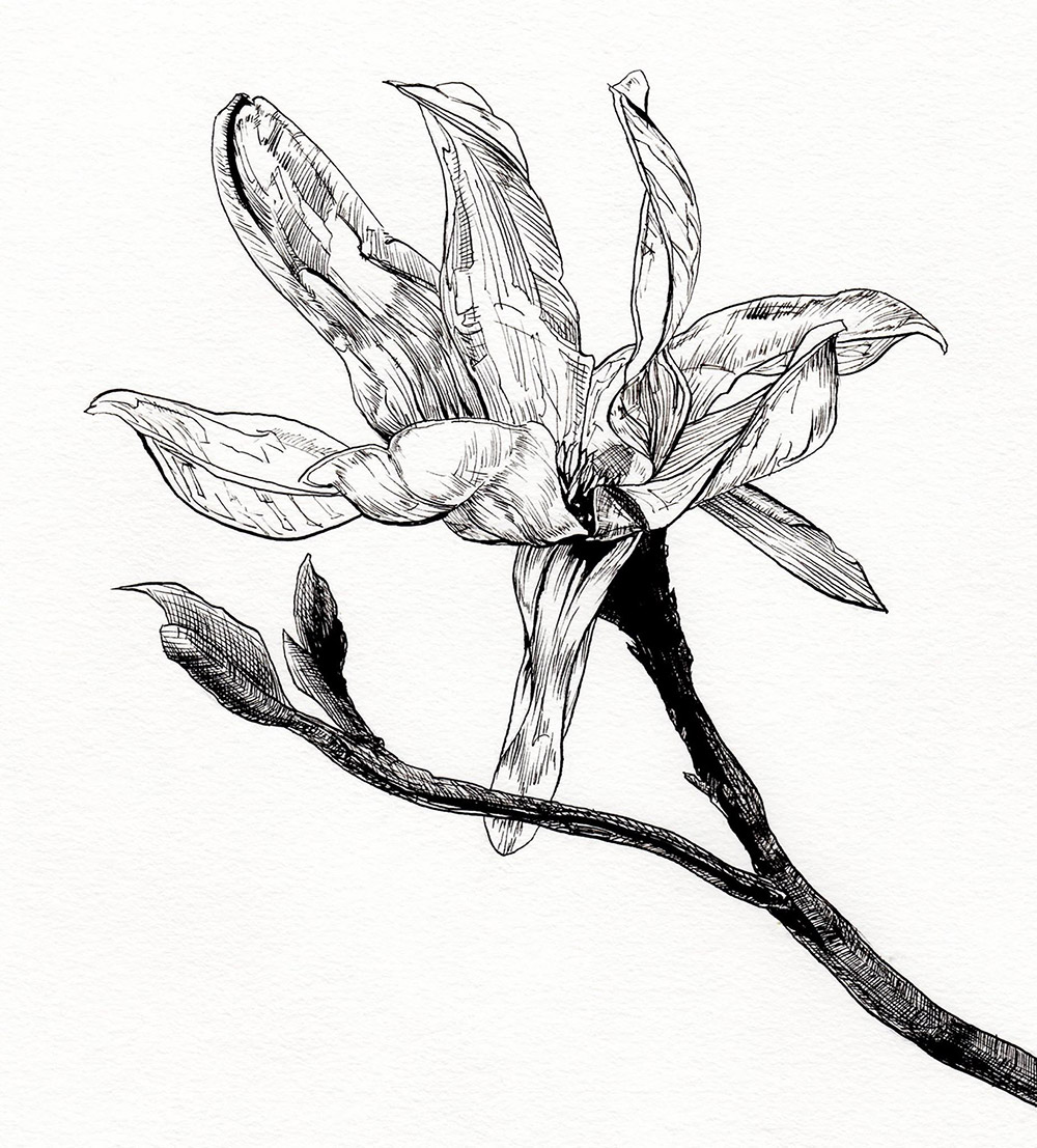 1000x1107 Magnolia Liliiflora Isc