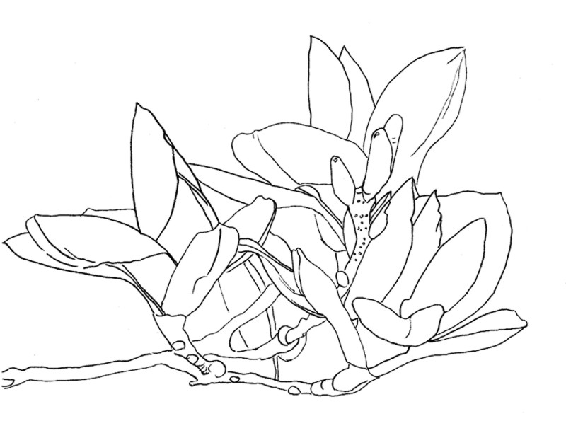 800x595 Magnolia Morning