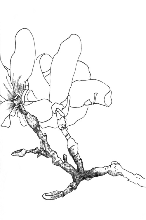 500x751 Magnolia Trees