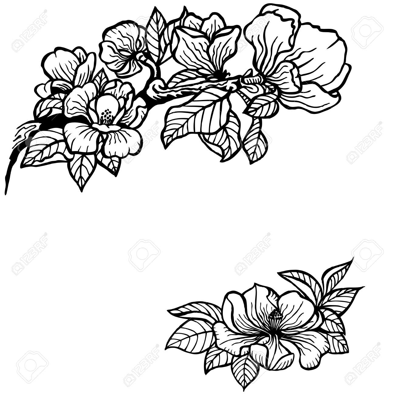 1300x1300 33740552 Twig Of Magnolia Flowers And Leaves Vintage Drawing