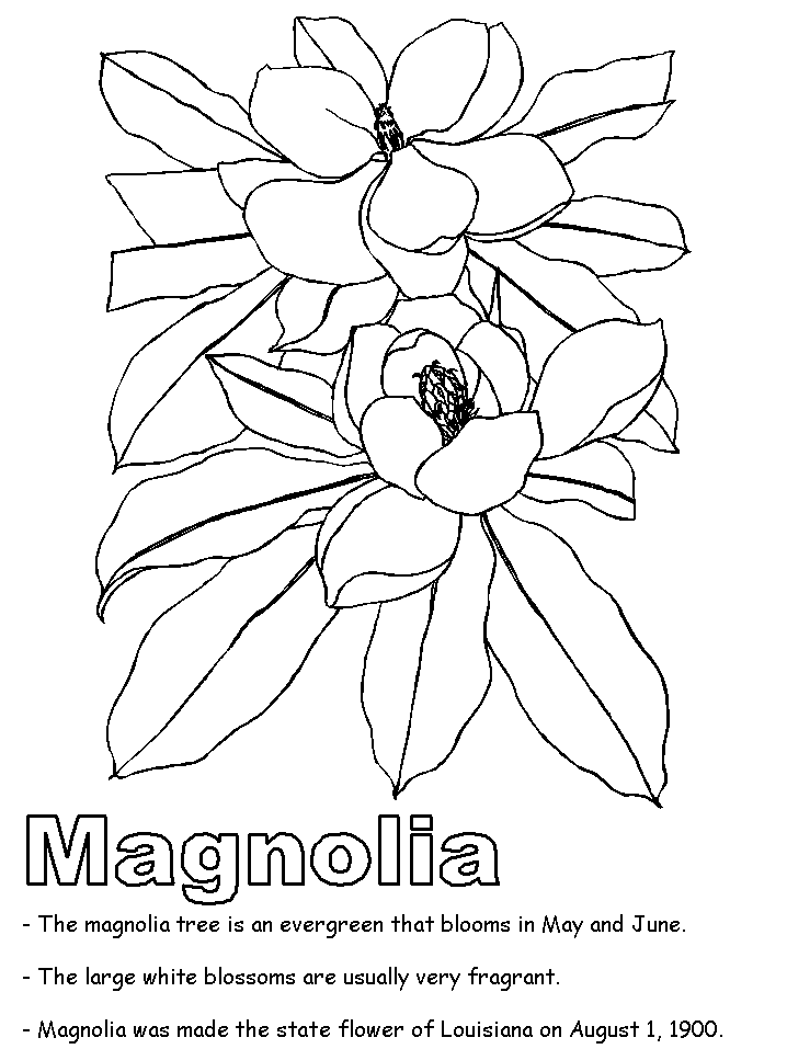 718x957 Magnolia Coloring Page