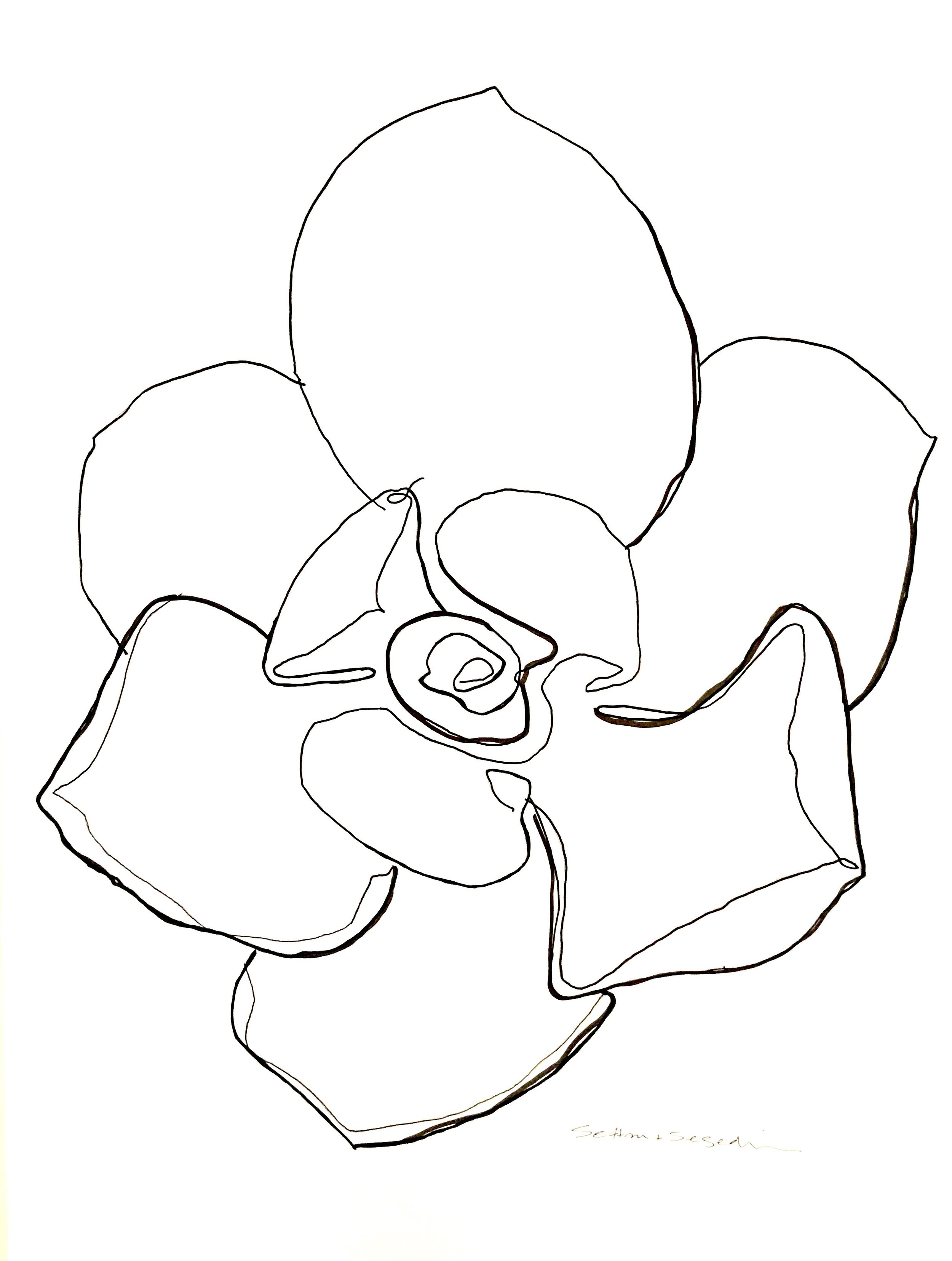 2500x3311 Shop All Sefton Segedin