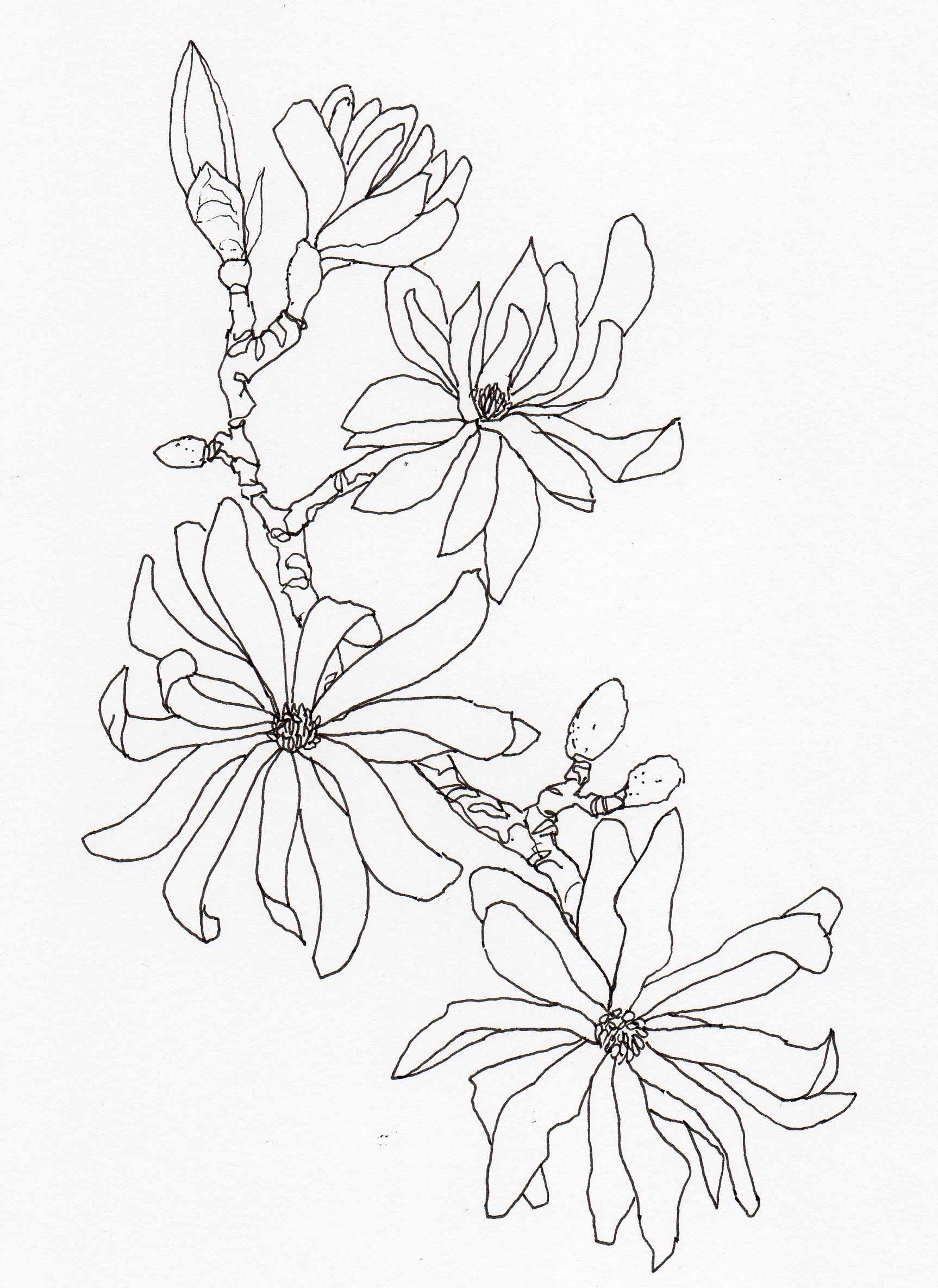 1726x2370 Drawing Magnolia Stellata2 Veitch Lamp Post Trail