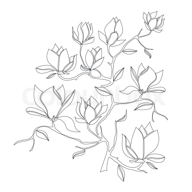 800x800 Flowering Branch Of Magnolia On White Background Hand Drawn