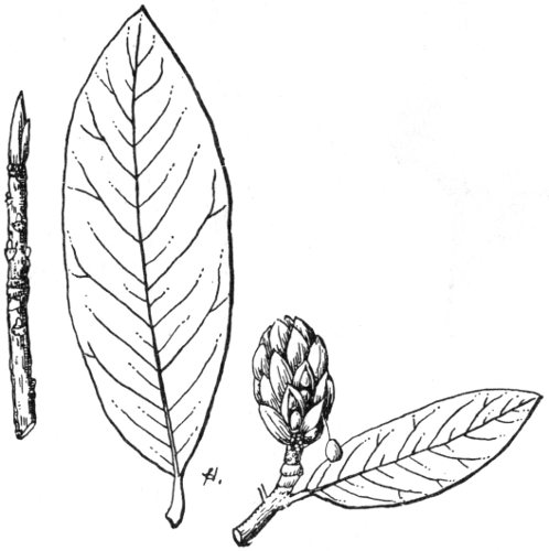 498x500 Forest Trees Of Texas, How To Know Them, By Texas Forest Service