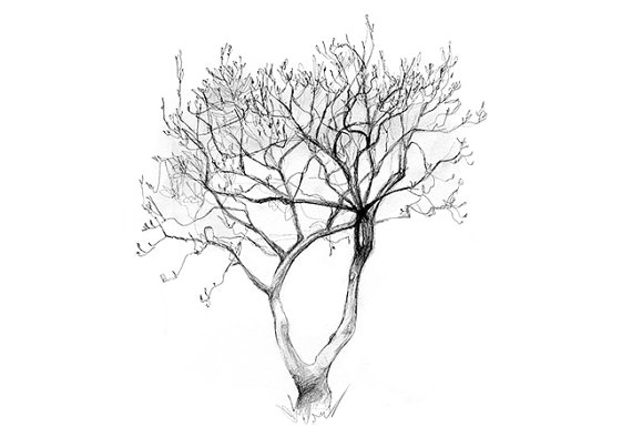 570x403 Magnolia Tree Pencil Drawing