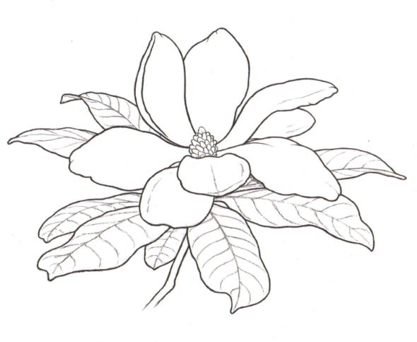590x483 Magnolia Tree Coloring Pages