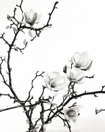360x450 Magnolias Black And White Photography, Posters And Prints
