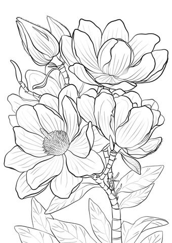 340x480 Campbells Magnolia Coloring Page Colouring Pages