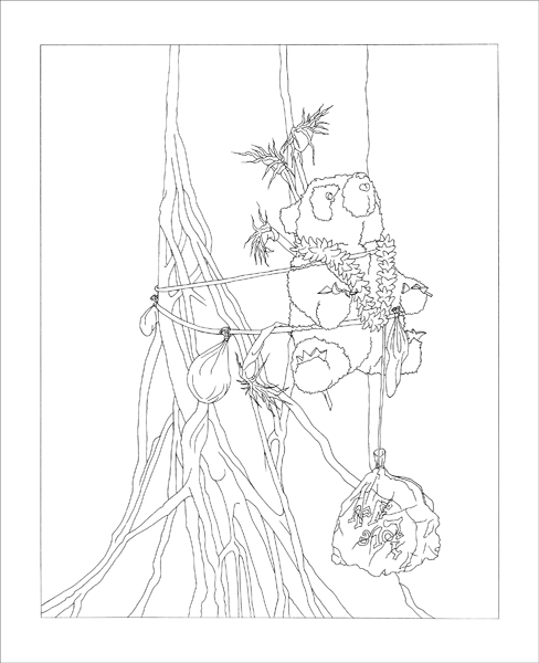 488x600 Mahalo Lex Thompson