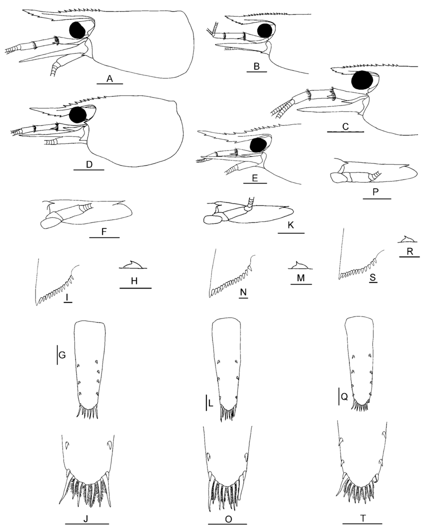 850x1058 Caridina Mahalona From The Malili Lake System (Each Of The Three