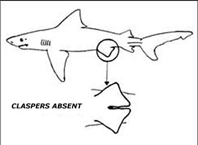 400x293 Determine The Sex Of A Shark