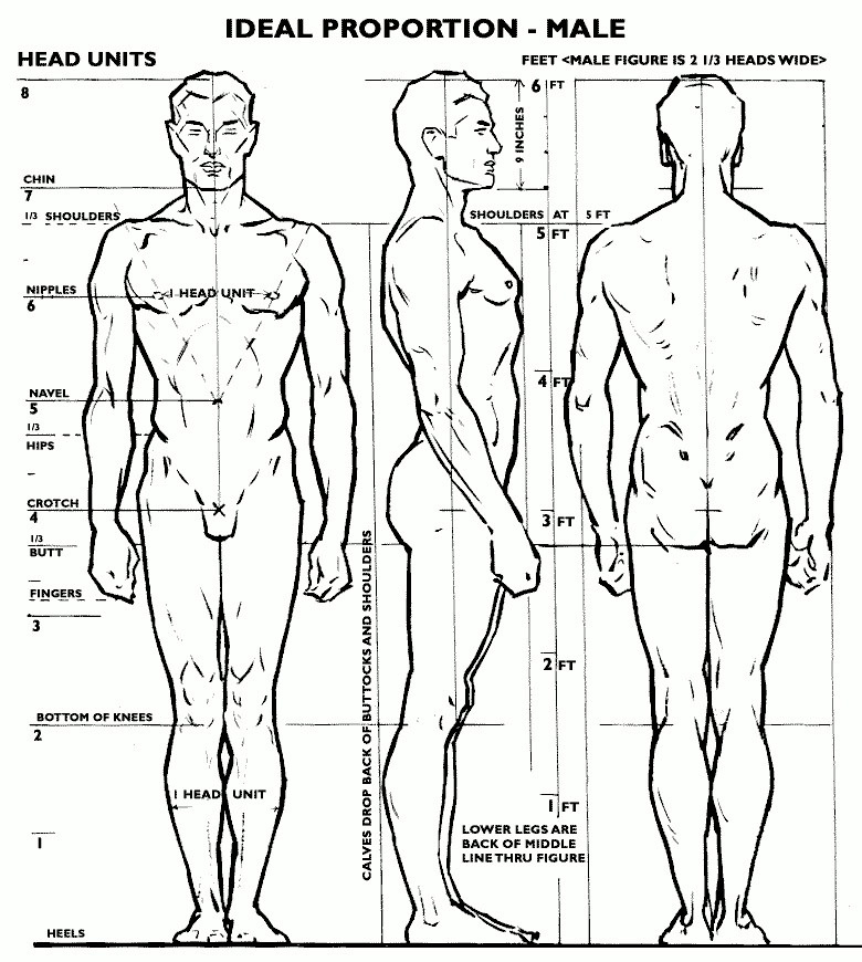 780x870 How To Draw The Male Bodyphysique Proportions Artistic