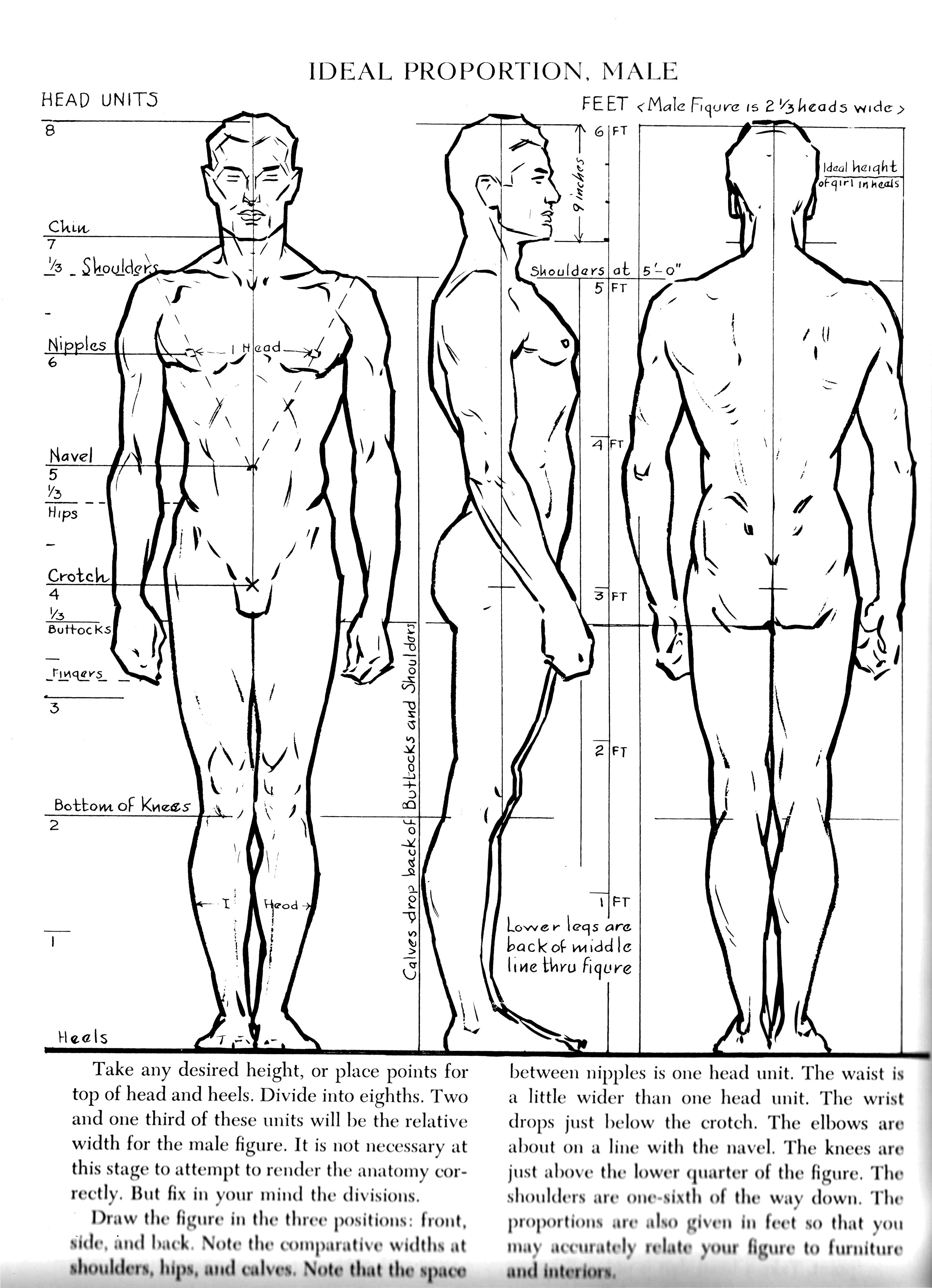 2349x3246 Ideal Male Proportions Illuminating Loomis