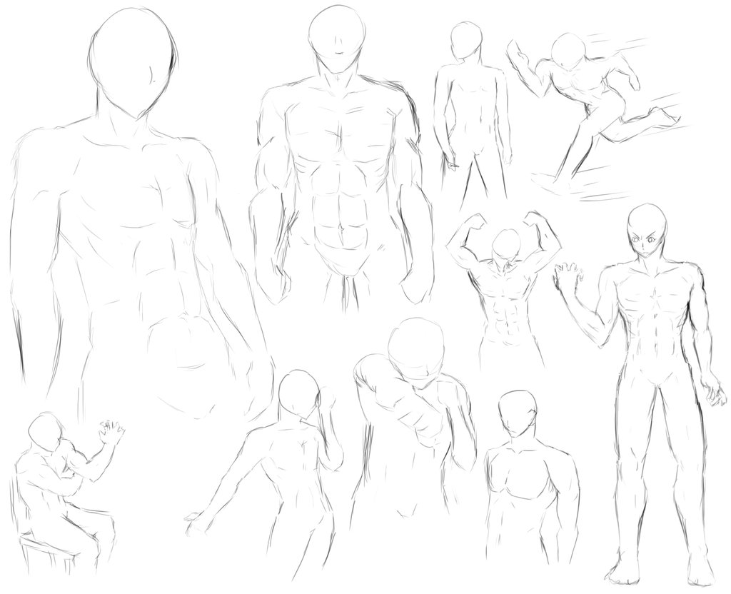 1024x832 Male Body Proportions By Sibartsmen