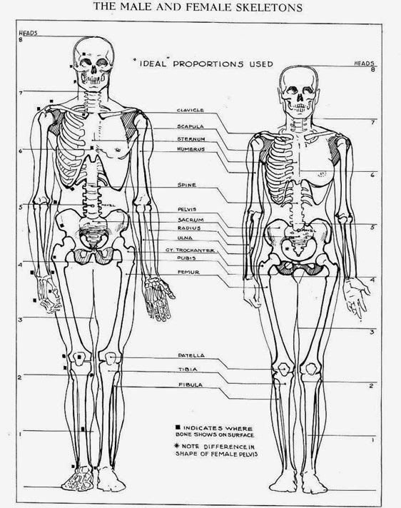562x712 Anatomy Male Vs Female Drawing