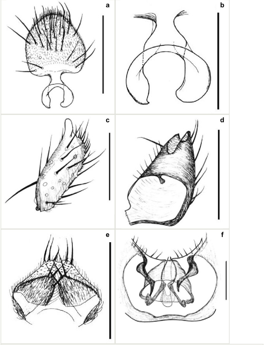 850x1108 L. Austroafricana, Male Terminalia, Line Drawing. Scale 0.1 Mm (A,