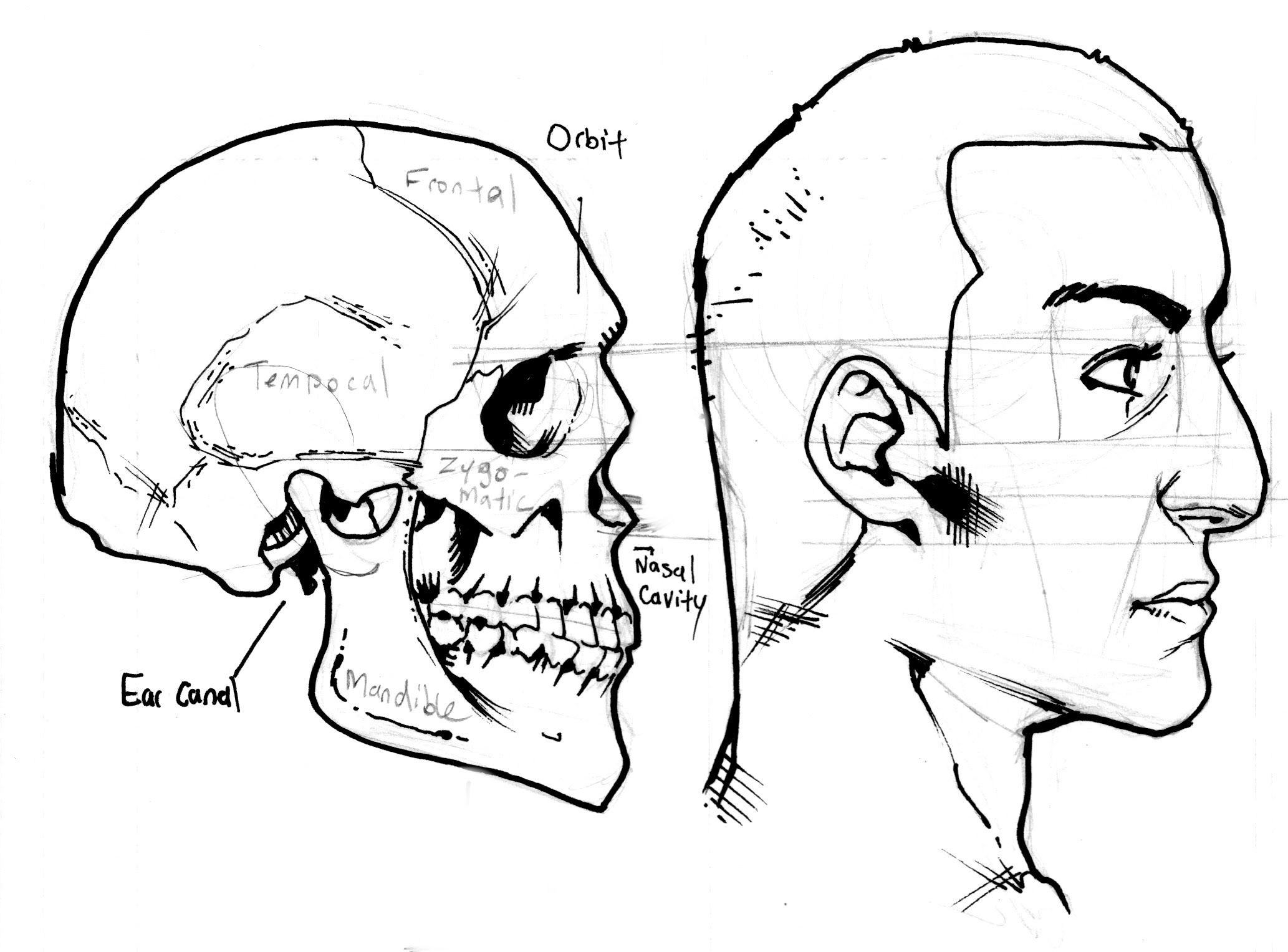 2066x1527 How To Draw Profiles (Human Heads From The Side) Part 1