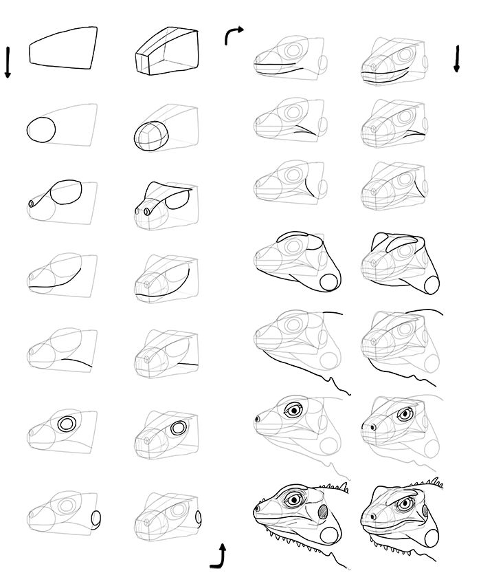 700x852 How To Draw Lizards (Aka Real Life Dragons)