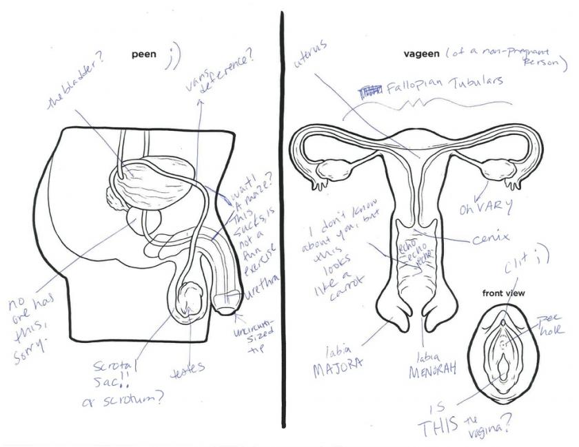 840x649 Male And Female Reproductive Systems Harder To Label For Some Than