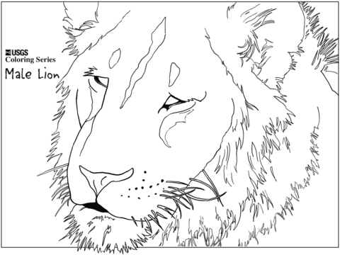 480x360 Male Lion Head Coloring Page Free Printable Coloring Pages