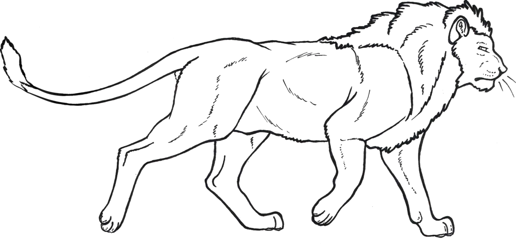 1024x485 Male Lion Lineart By Blackrayser