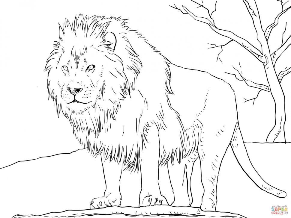 970x728 Coloring Pages Good Looking Lion Coloring Pages Male African