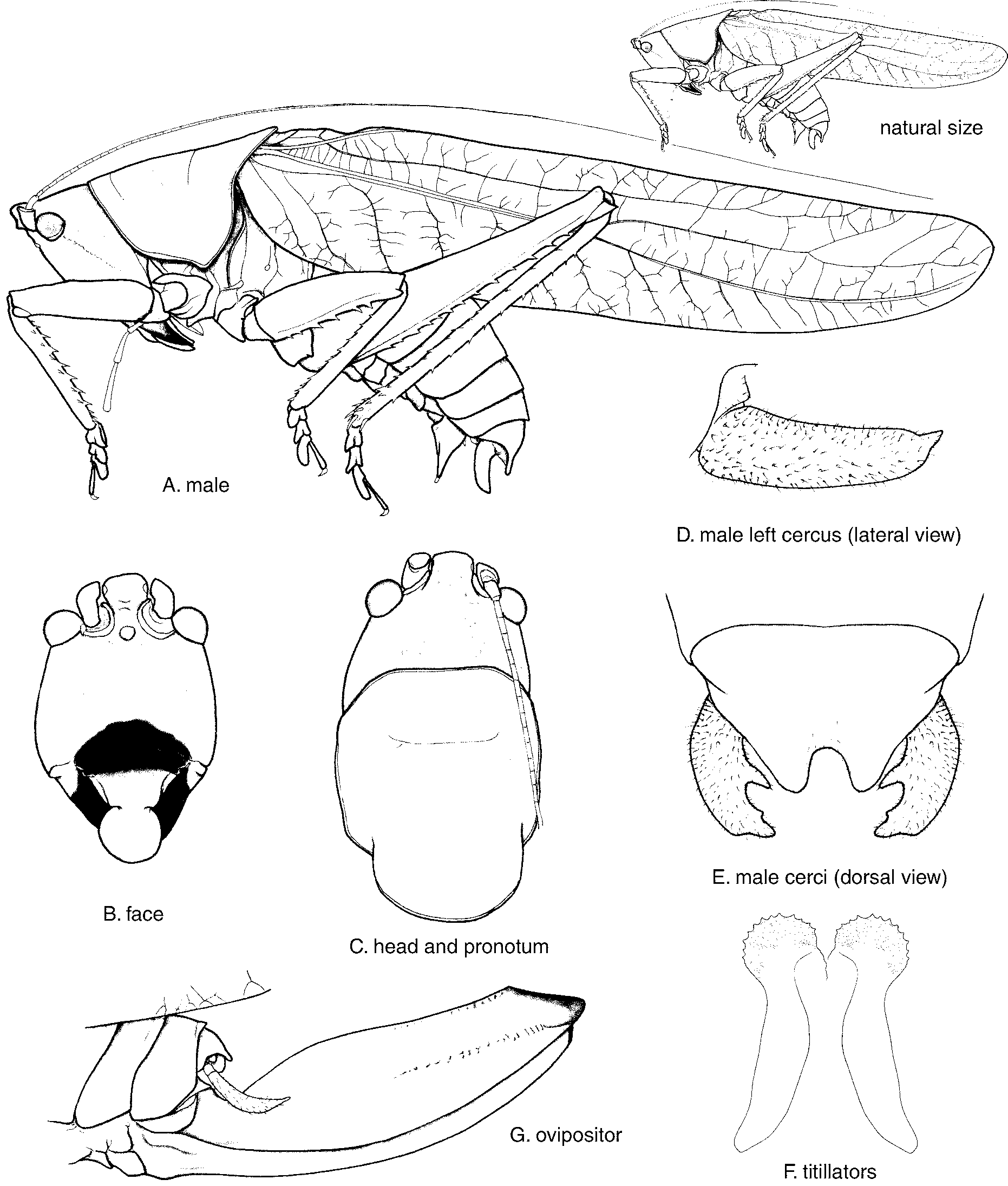 1862x2190 Erioloides Hebard 1927