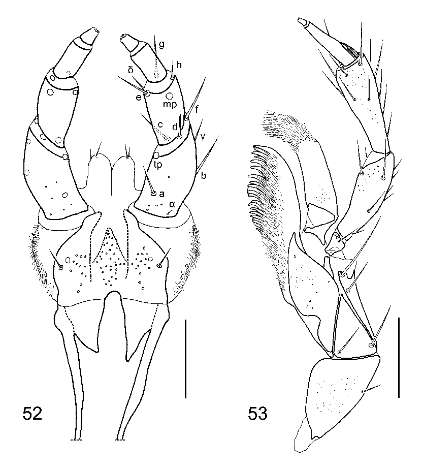 833x925 Figures Mouth Parts Aleochara (Aleochara) Curtula