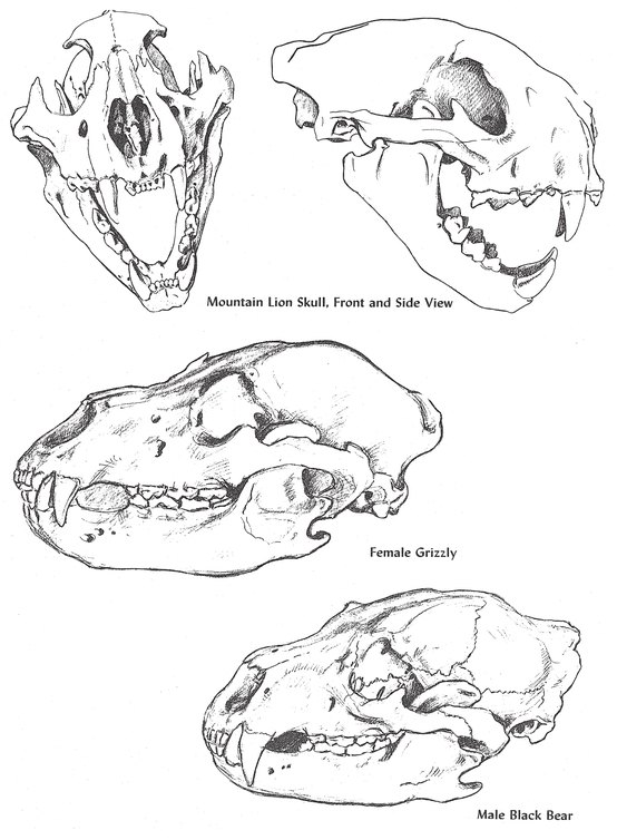 554x754 How To Draw Animals