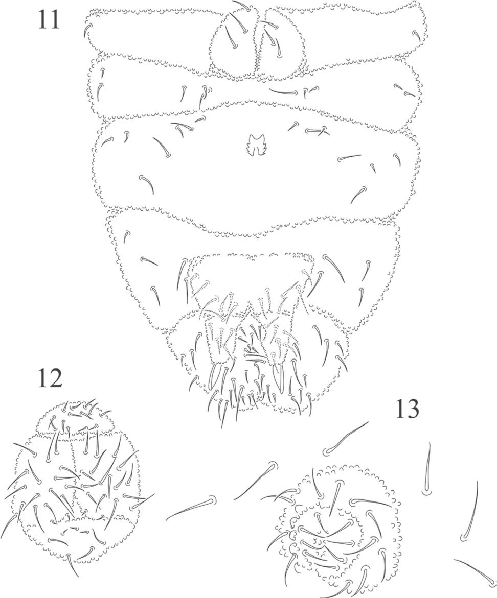 972x1171 A New Species Of Aethiopella (Collembola Neanuridae)