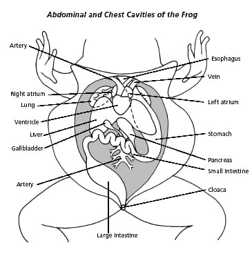 365x368 Male Female Frog Internal Anatomy