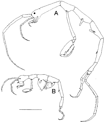 432x504 Mayerella Magellanica Mccain Amp Gray, 1971. Male