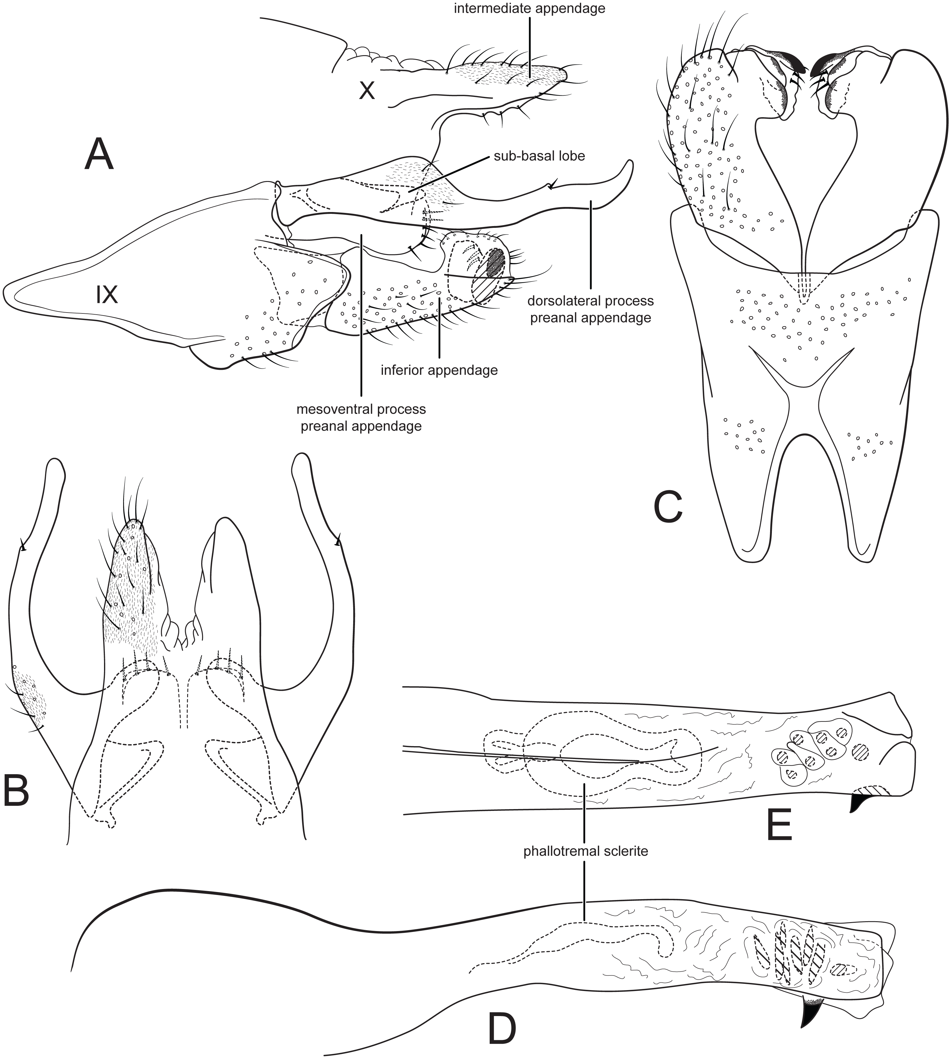 3191x3551 New Cernotina Caddisflies From The Ecuadorian Amazon (Trichoptera