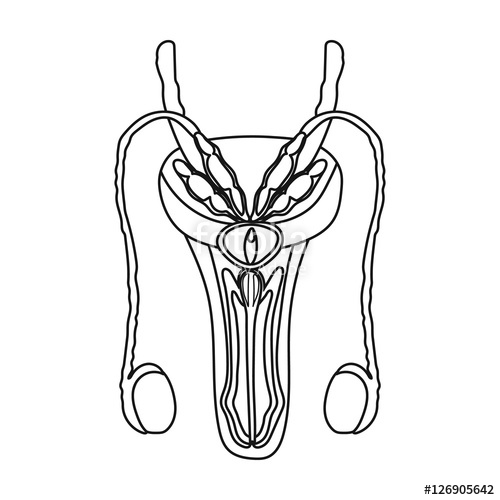 500x500 Male Reproductive System Icon In Outline Style Isolated On White