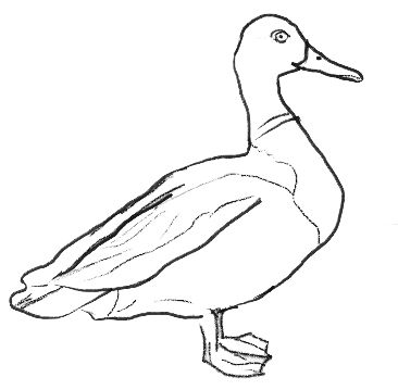 Mallard Duck Pencil Drawing at GetDrawings | Free download