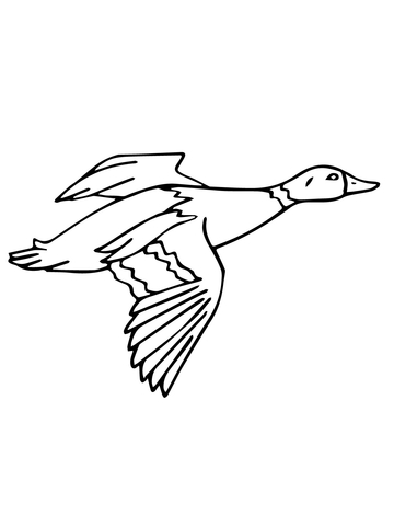 360x480 Flying Mallard Drake Coloring Page Free Printable Coloring Pages