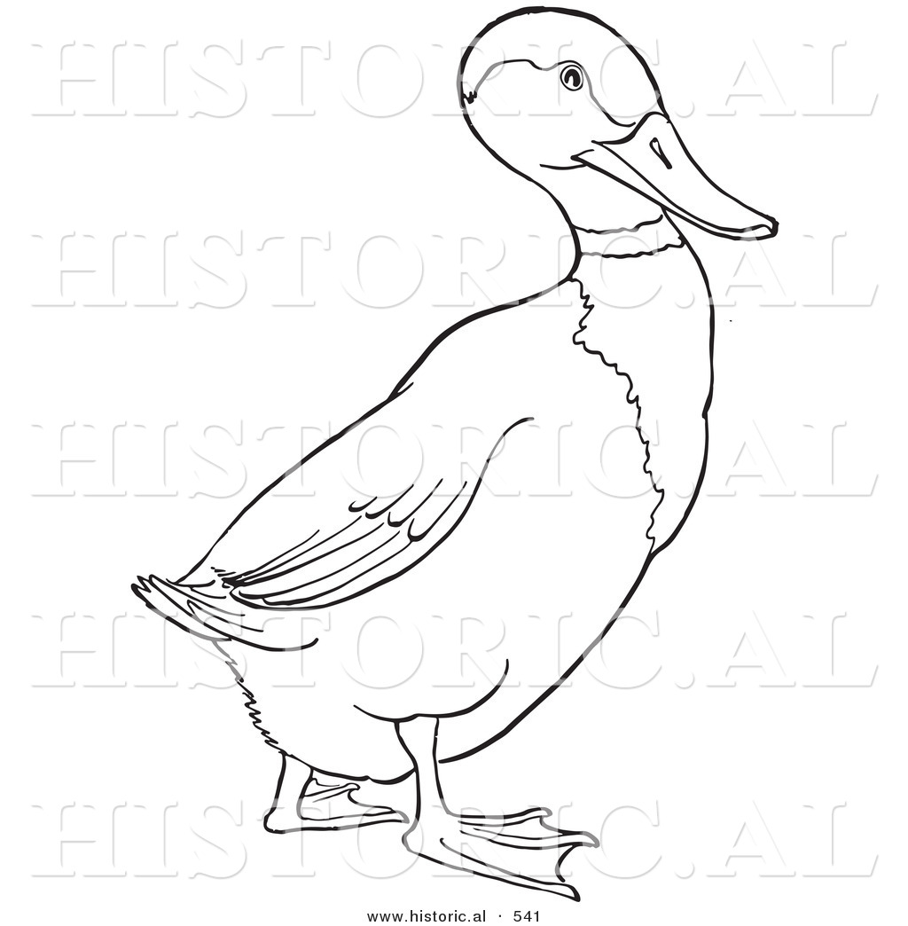 1024x1044 Historical Vector Illustration Of A Drake Mallard Duck Walking