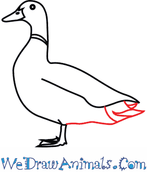 300x350 How To Draw A Mallard