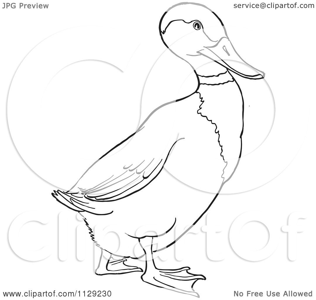 1080x1024 Cartoon Clipart Of An Outlined Drake Mallard Duck
