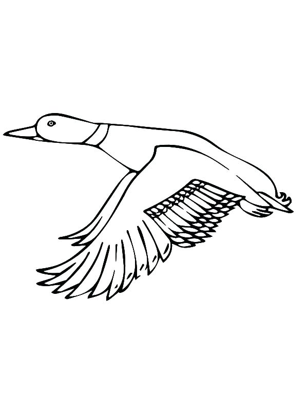 600x800 Coloring Page Of A Duck Mallard Duck Outline Coloring Pages Free