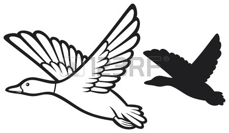 450x262 Flying Mallard Duck Royalty Free Cliparts, Vectors, And Stock