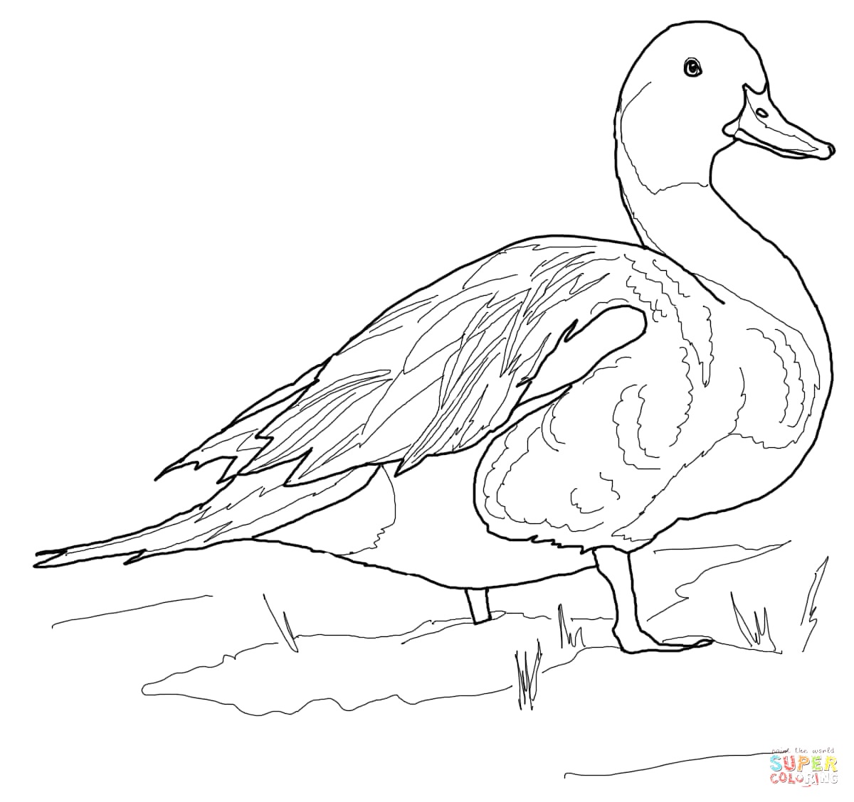 1200x1128 Mallard Duck Coloring Page Paginone.biz